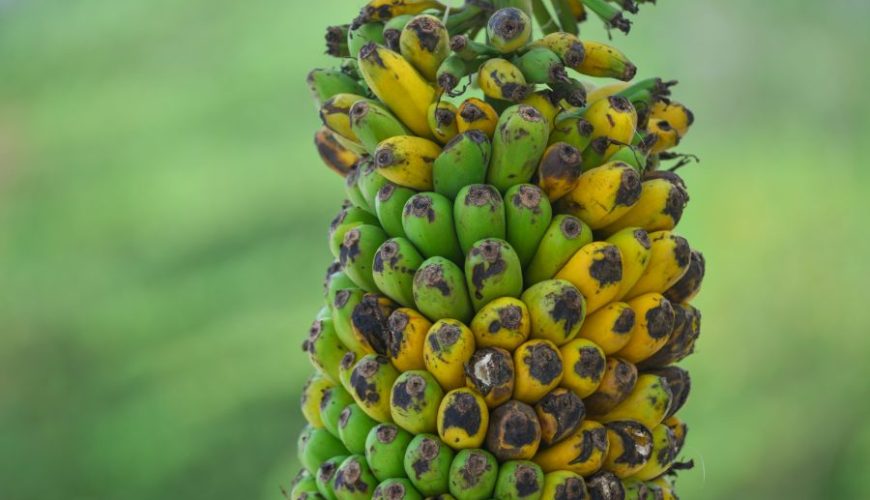 Bananen fruit eten Mekong Delta Zuid-Vietnam