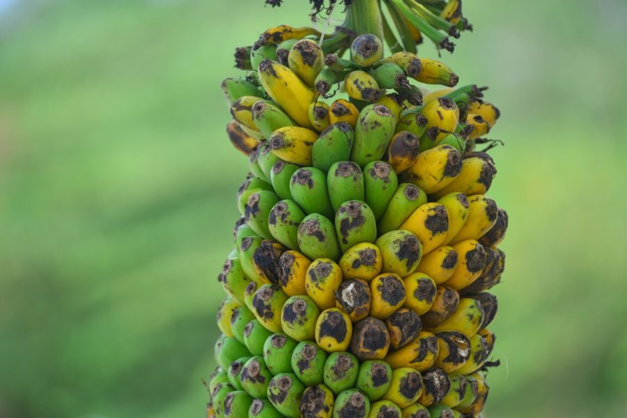 Bananen fruit eten Mekong Delta Zuid-Vietnam