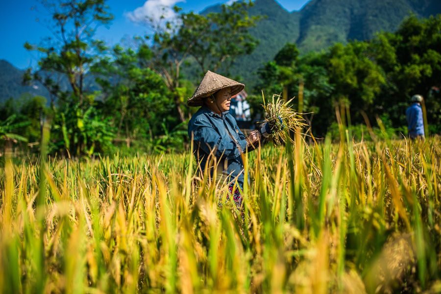 Lokale bevolking rijstvelden Mai Chai Noord-Vietnam