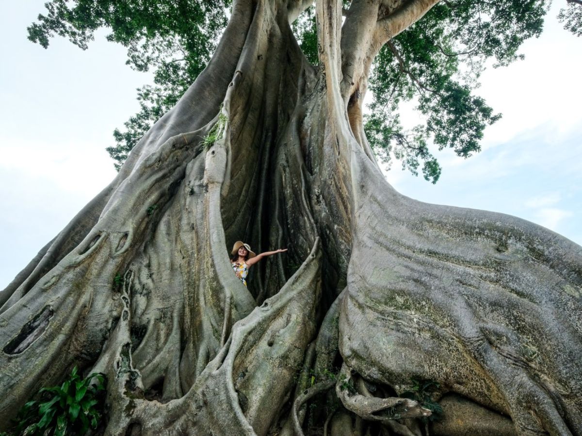Boom Cat Tien National Park Zuid-Vietnam