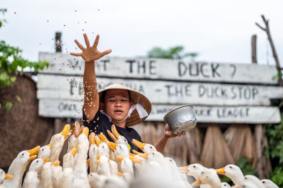 Duck stop Phong Nha