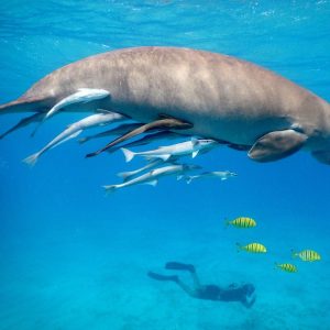 Duiken snorkelen Con Dao Zuid-Vietnam