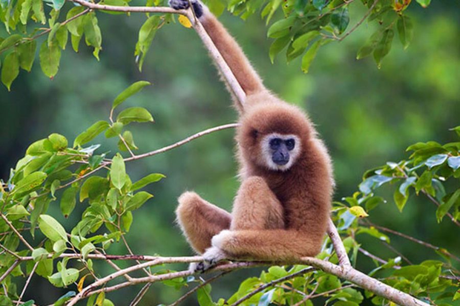 Gibbon Cat Tien National Park Zuid-Vietnam
