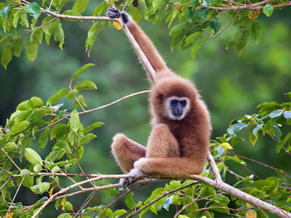 Gibbon Cat Tien National Park Zuid-Vietnam
