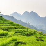 Pu Luong Rijstvelden Noord-Vietnam