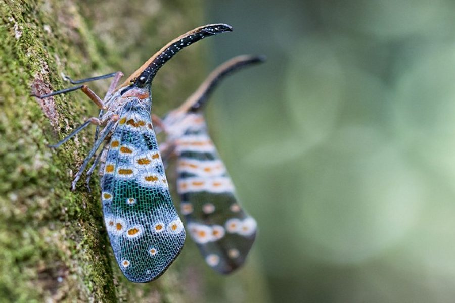 Cuc Phuong National Park 1