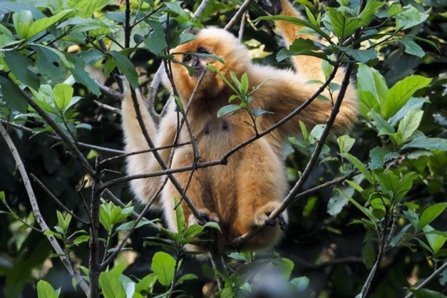 Cuc Phuong National Park 2