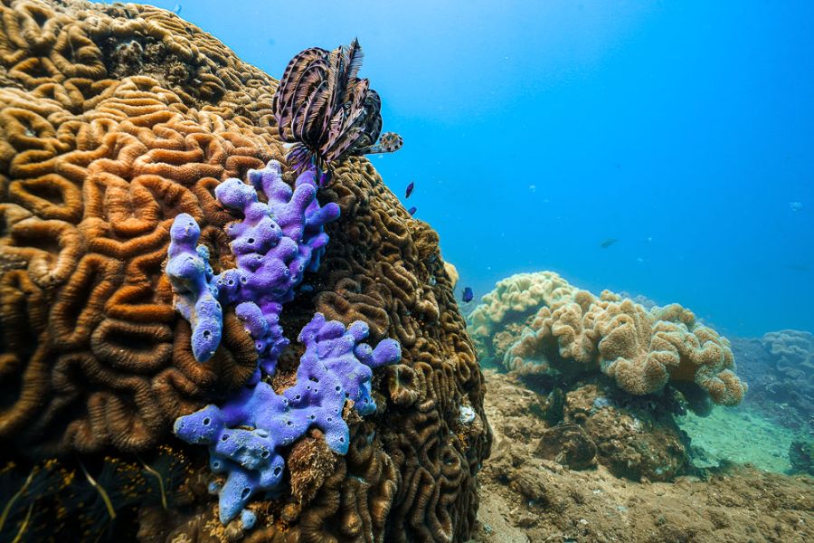 dive-shops-cham-islands-quang-nam-7