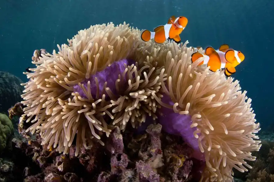 phu-quoc-island-scuba-diving-2566138