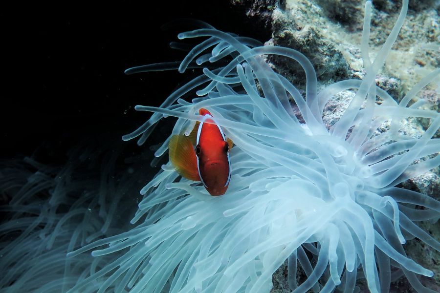 transparent-anemones