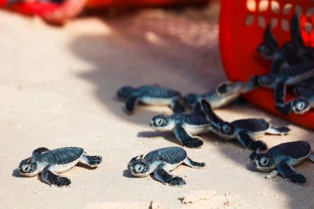 Con Dao Nationaal Park - Een van de 7 plekken om wilde dieren te spotten in Vietnam